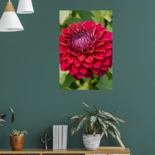 Roze Dahlia fotografie, Canadese bloem Poster