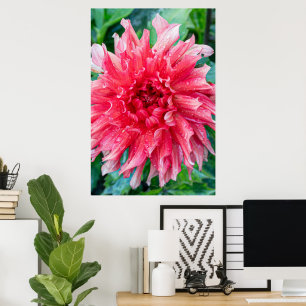 Roze Dahlia fotografie, Canadese schoonheid Poster