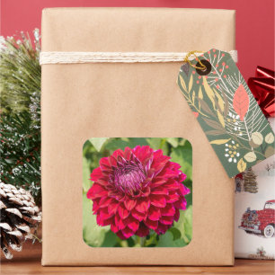 Roze Dahlia in Bloei Vierkante Sticker