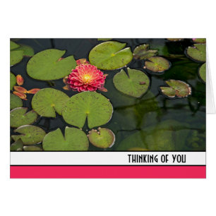 Roze Dahlia in Lily Pads