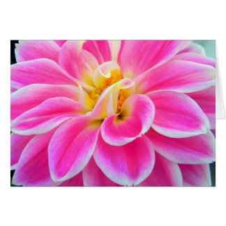 Roze Dahlia-kaart