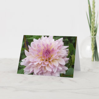 Roze Dahlia Kaart