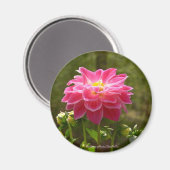 Roze Dahlia-Magnet Magneet (Voorkant / Achterkant)