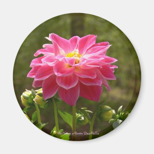 Roze Dahlia-Magnet Magneet (Voorkant)