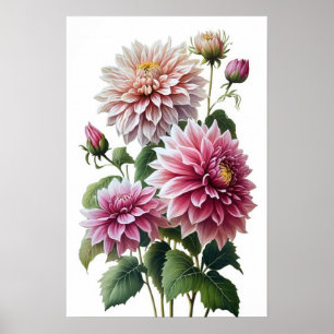 Roze Dahlias Bloemenkunst Print Poster