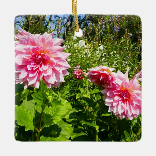 Roze Dahlias (Otto's Thrill) Keramisch Ornament (Voorkant)