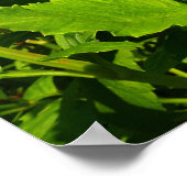 Roze Dahlias (Otto's Thrill) Poster (Hoek)