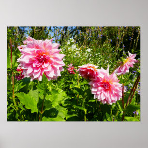 Roze Dahlias (Otto's Thrill) Poster