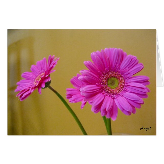 Roze Daisies (Voorkant Horizontaal)