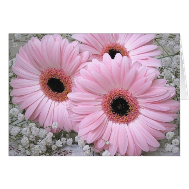 Roze Daisies-Gerberas-blanco kaart (Voorkant Horizontaal)