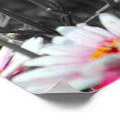 Roze Daisies: Roze Bloem Kleur Splash Foto Poster (Hoek)
