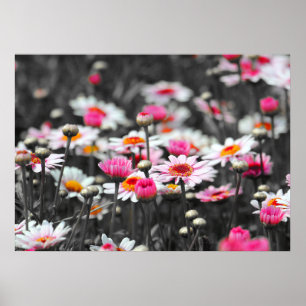 Roze Daisies: Roze Bloem Kleur Splash Foto Poster