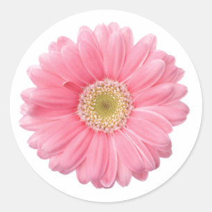 ROZE DAISY enkele bloem witte achtergrond P06A Ronde Sticker