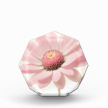Roze Daisy Floral Design