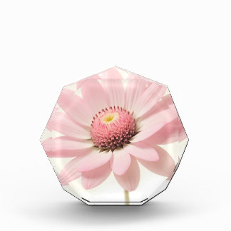 Roze Daisy Floral Design Fotoblokken