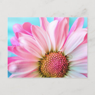 Roze Daisy Flower Briefkaart