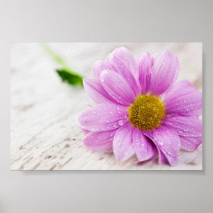 Roze Daisy Flower Value-Poster Poster
