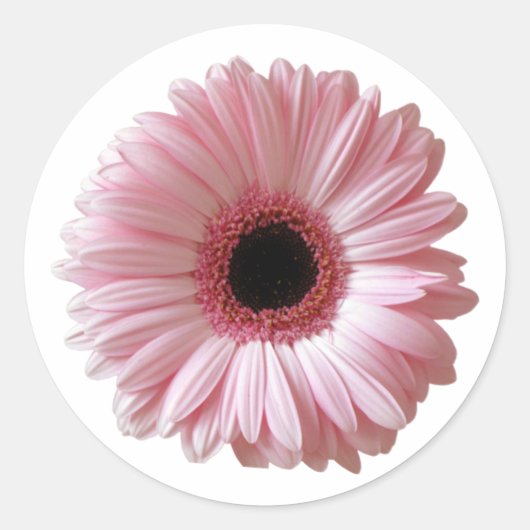 Roze Daisy Gerbera Ronde Sticker (Voorkant)
