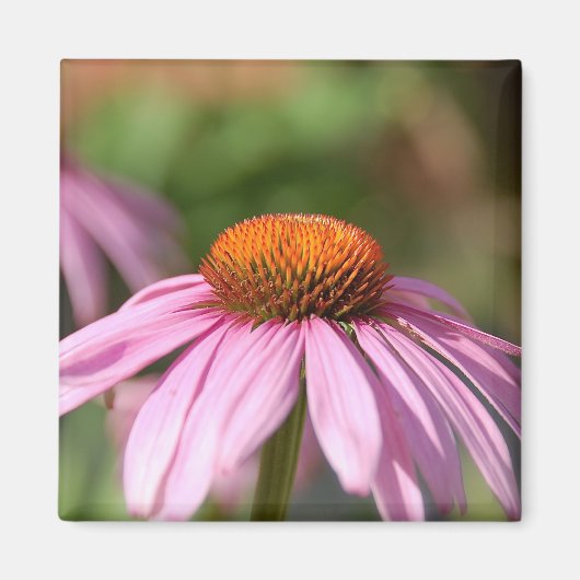 Roze Daisy Magnet Magneet (Voorkant)