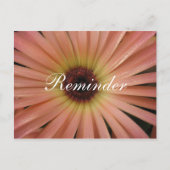 Roze Daisy Reminder Post Kaart (Voorkant)