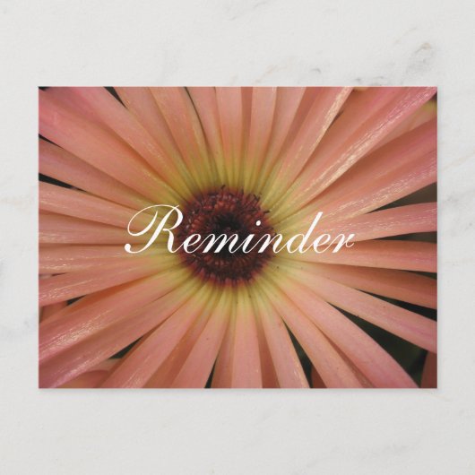 Roze Daisy Reminder Post Kaart (Voorkant)