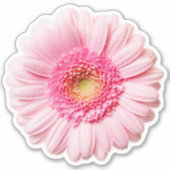 Roze Daisy Sticker (Voorkant)