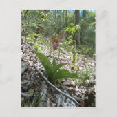 Roze dame slipper Orchid Briefkaart (Voorkant)