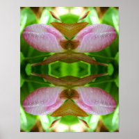 Roze dame Slipper Orchid Flower Abstract
