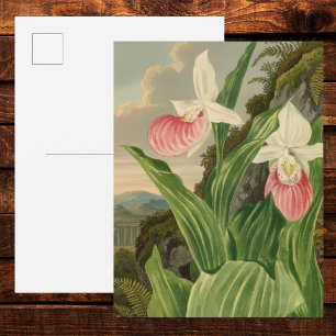 Roze Damesorkentje Vintage Bloem Orchidee Botanisc Briefkaart