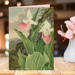 Roze Damespantoffel Antieke Botanische Orchidee Kaart