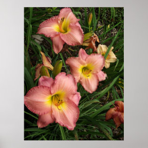 Roze Daylilies Poster