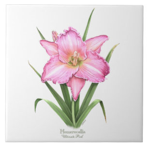 Roze Daylily Botanische Kunst Stijl Tegeltje
