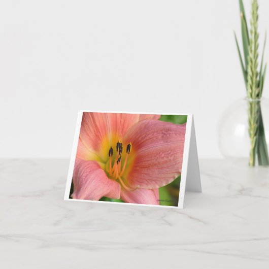 Roze Daylily Kaart (Voorkant)