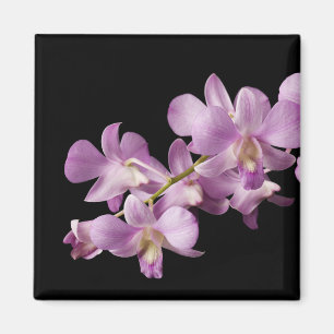 Roze Dendrobium Orchid Flower on Black - Orchids Magneet