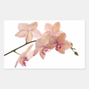 Roze Dendrobium Orchidee Bloem - Orchideeën Sjablo Rechthoekige Sticker