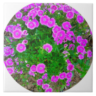 Roze Dianthus Bloem Tegel Tegeltje