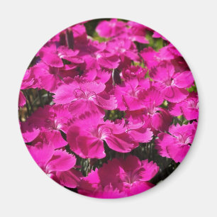 Roze Dianthus Flowers Magneet
