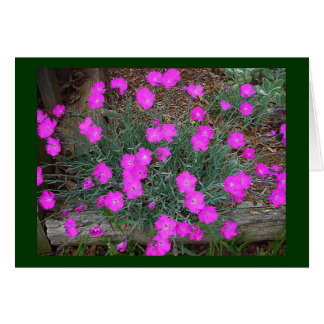 Roze Dianthus Kaart