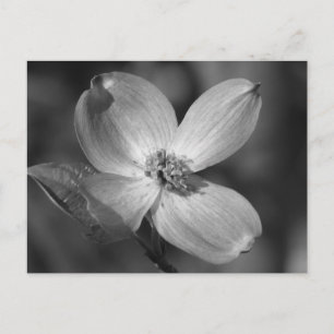Roze Dogwood Bloom Briefkaart