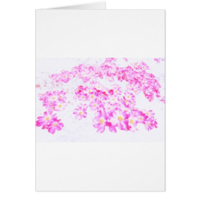 Roze Dogwood Blossom (Voorkant)