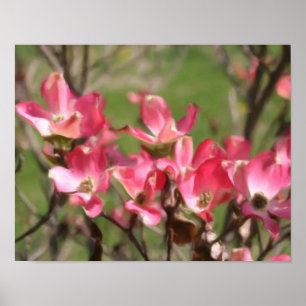 Roze Dogwood Flower Blossom Photo Painting Poster