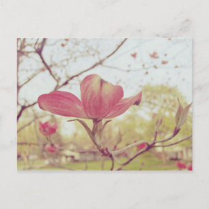Roze Dogwood Flower Briefkaart