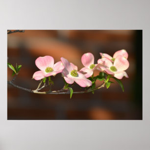 Roze Dogwood Flowers Poster
