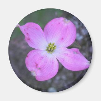 Roze Dogwood Magneet