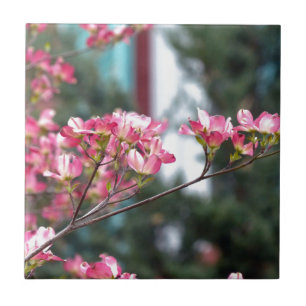 Roze Dogwood Tegeltje