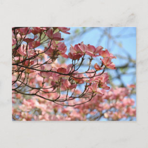 Roze Dogwood Tree Flowers Postkaart Bloeiende boom