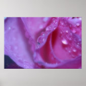 Roze Dream Poster (Voorkant)