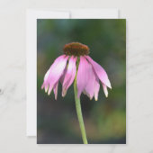 Roze Echinacea Bloemen Huwelijk Kaart (Achterkant)
