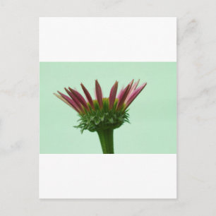 Roze Echinacea Coneflower Blossom Background Briefkaart