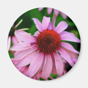 roze echinacea flower magnet magneet